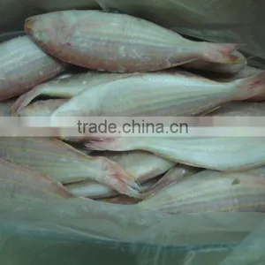 Frozen Golden Threafin Bream thumbnail-1