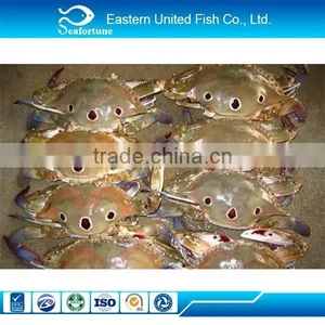 New Arrival Frozen Three Spot Crab.Portunus Sanguinolentus.Crab thumbnail-1