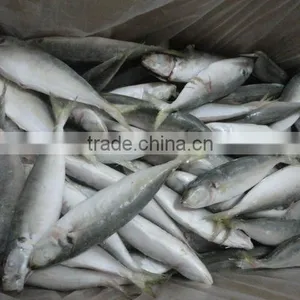 Frozen Good Horse Mackerel Round Scad thumbnail-2