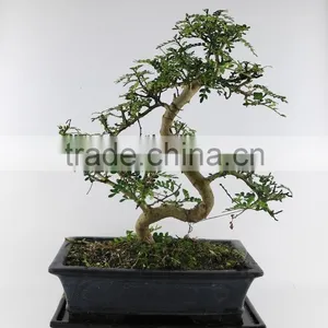 Pepper Tree Zanthoxylum 30cm Art thumbnail-1