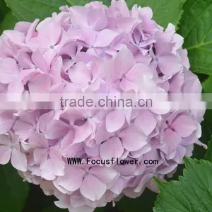 Grade A Variety Colors Cut Fresh Gerbera Flower From Kunming thumbnail-5
