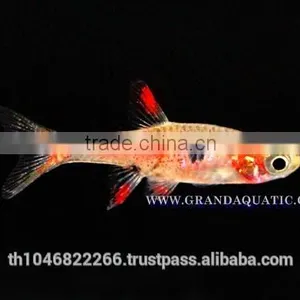 Rasbora Fish For Sale and Export thumbnail-1