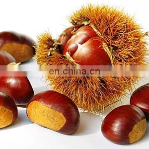 Sweet Chestnut Good Quality Organic Roasted Chestnuts With Shell thumbnail-3