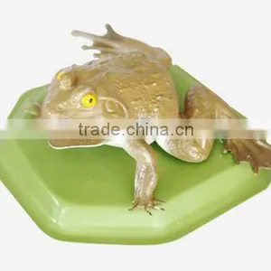 Toad Model thumbnail-1