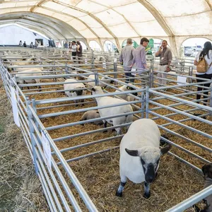 Custom Sheep Panel Australia Galvanized Livestock Sheep Yard Panels and Goat Fence Panel for Sale thumbnail-1