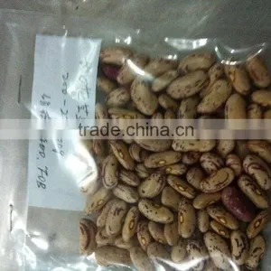 Speckled Kidney Bean thumbnail-1