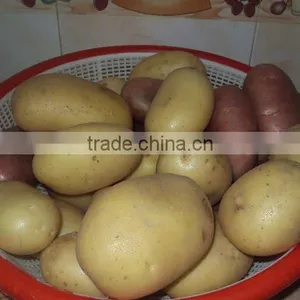 Fresh Hot Sell White Potato thumbnail-4