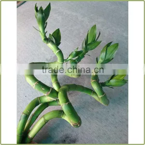 60cm Spiral Lucky Bamboo Air Bonsai Tree Dracaena Sanderiana Indoor Ornamental Water Aquatic Plants Garden Decoration thumbnail-3