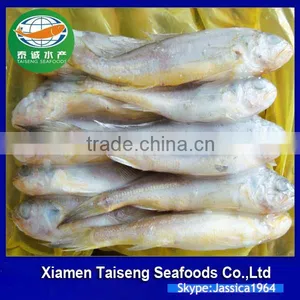 Frozen Yellow Croaker Export to USA thumbnail-3