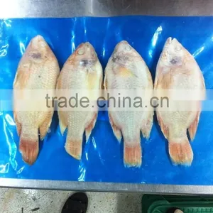 FROZEN RED TILAPIA WHOLE ROUND thumbnail-2