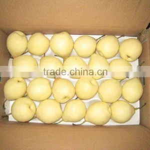 Fresh Ya Pear Fruit for Middle East Market thumbnail-1