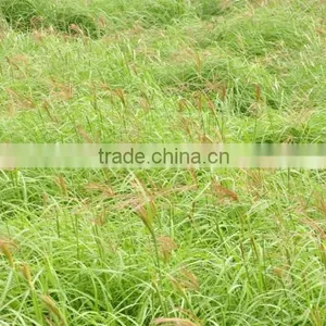 Grass Hay Bale, Dry Hay Bale, Hay for Animal Feeding, Hay Bale, Rhode Grass Hay thumbnail-1
