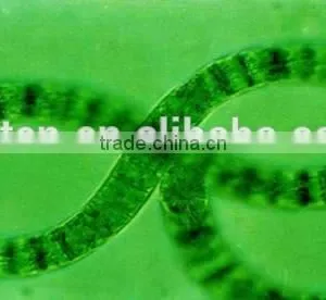 Bulk Food Grade Spirulina Powder thumbnail-6
