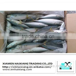 Mackerel Fish Price thumbnail-3