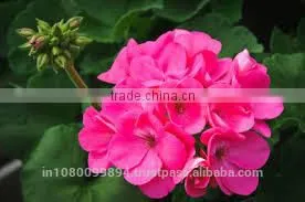 Geranium Oil thumbnail-2