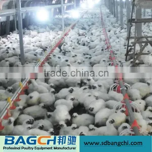 Automatic Complete Poultry Drinker Feeder Equipment thumbnail-4