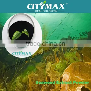 100% Soluble Dried Seaweed Price thumbnail-1