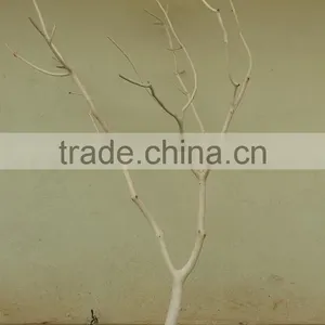 Mafai Tree Branch thumbnail-3