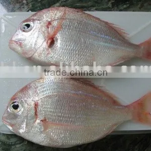Red Fish thumbnail-1