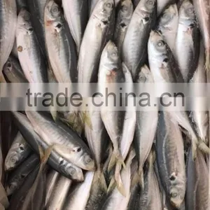 BQF Frozen Horse Mackerel/round Scad thumbnail-4