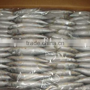 Frozen Mackerel (100-120pcs/ctn) thumbnail-1