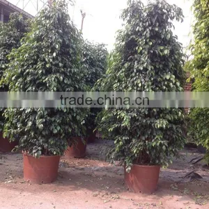Ficus Benjamina Tower Shape thumbnail-4