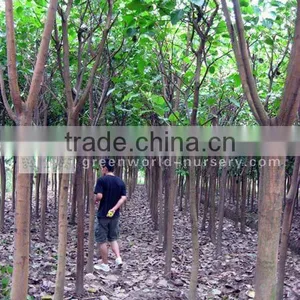 Ficus Religiosa Grower and Exporter thumbnail-1