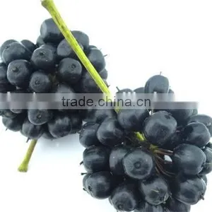 Acanthopanax Senticosus Extract/siberian Ginseng Extract Powder thumbnail-1