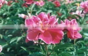 Herbaceous Peony Plant Root thumbnail-1