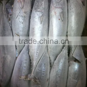 High Quality Seafood Frozen Fish Pacific Bonito Size 500 thumbnail-1