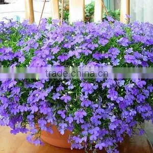 Sessile Lobelia, Lobelia, Flower Seeds , Herb Seed,vegetalbe Seed,fruit Seed,grass Seed thumbnail-2