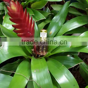 Cambodian Pursat Oud Oil thumbnail-1