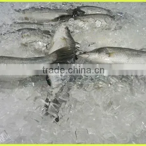 5000Kg Transparant Plate Ice Maker For Fishery thumbnail-1