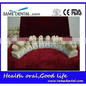 Hot Sale 4 Times Butment Cavity Preparation Model Gingival School Teaching Demonstration Models thumbnail-1