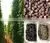 BLACK PEPPER 550GR/L thumbnail-1