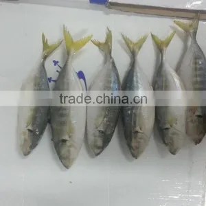 FROZEN YELLOW TAIL SCAD WHOLE ROUND thumbnail-2