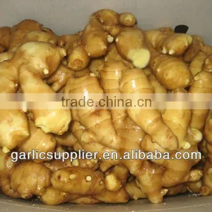Fresh Ginger Crop 2014 thumbnail-1