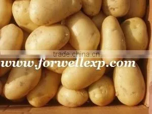 Fresh Potato ( Spontta - Kara - Rosetta -Diamante- Nicola ) Crops 2014 thumbnail-1