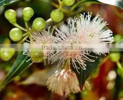 EUCALYPTUS GLOBULUS OIL 60% thumbnail-4
