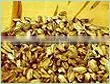 NATURAL ANGELICA ROOTS OIL thumbnail-5