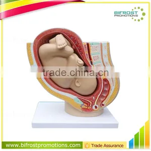 High Quanlity Newborn Embryo Midwifery Model thumbnail-1