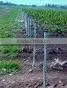 Grape Stakes Factory in China thumbnail-1
