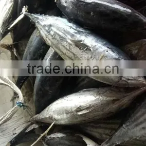 Sikpjack Tuna/tuna Thailand thumbnail-2
