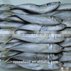 Good Quality Big Eye Scad/horse Mackerel for Sale thumbnail-1
