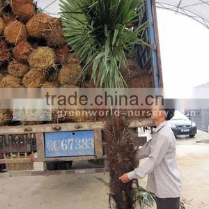 Trachycarpus Fortunei Chinese Windmill Palm thumbnail-1