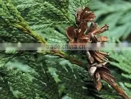 Cedar Wood Oil thumbnail-2