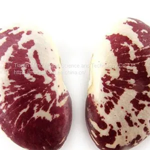 Phaseolus Coccineus/Runner Bean thumbnail-1