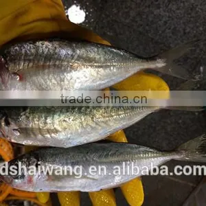 Land Frozen Whole Horse Mackerels for Bait From China 150g + thumbnail-1