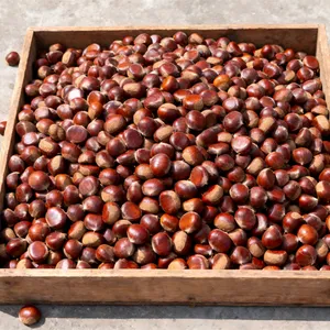 Fresh Shan Dong Chestnut thumbnail-1