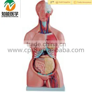 Human Anatomical Asexual Torso Model With Organ thumbnail-1